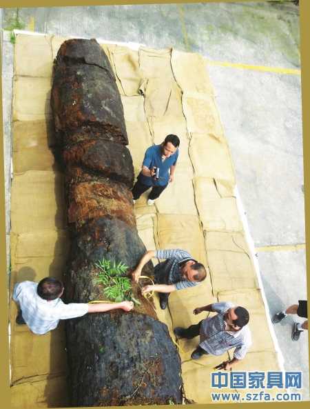　6月23日，工作人員給烏木丈量&ldquo;腰圍&rdquo;。