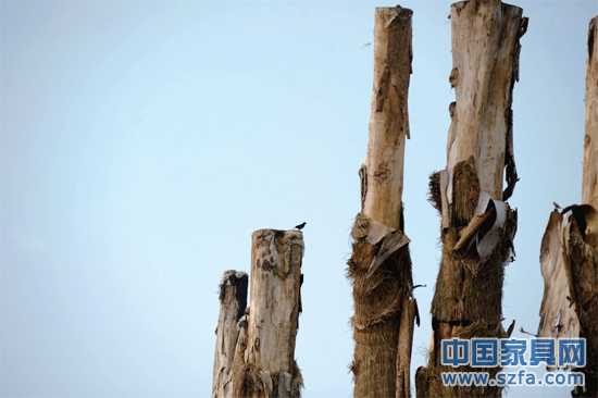 紫薇樹皮已干枯脫落。記者王從啟/攝src="http://m.211231.com/file/upload/201207/18/14-00-48-68-1.jpg"