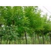 品牌好的濟(jì)南市速生國槐,速生國槐價(jià)格，選擇天野綠化苗木材料