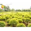 選購各種綠化工程苗木、綠化小苗 哪里有供應(yīng)綠化工程苗木