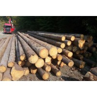 金威歐洲云杉原木 杉木 實木 ABC級 原材料木材